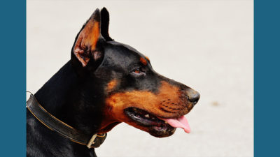 Doberman Pinscher 4