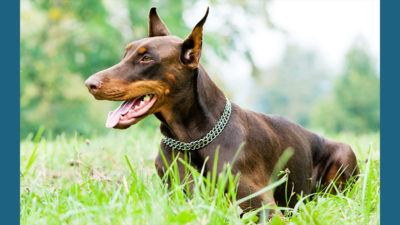 Doberman Pinscher 5