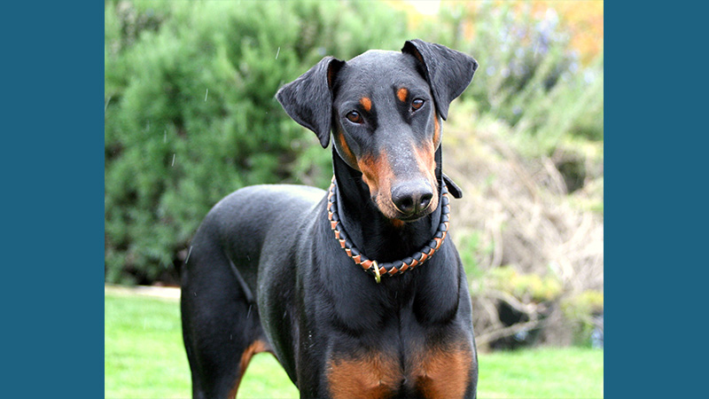 Doberman Pinscher 6