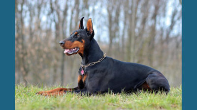 Doberman Pinscher 7