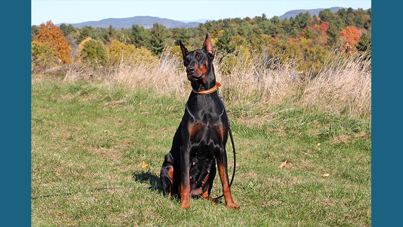 Doberman Pinscher 8