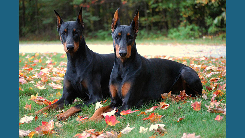 Doberman Pinscher 9