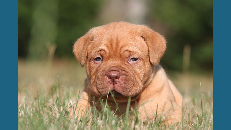 Dogue de Bordeaux 1