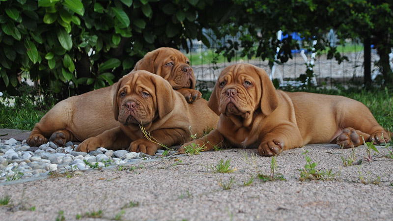 Dogue de Bordeaux 10