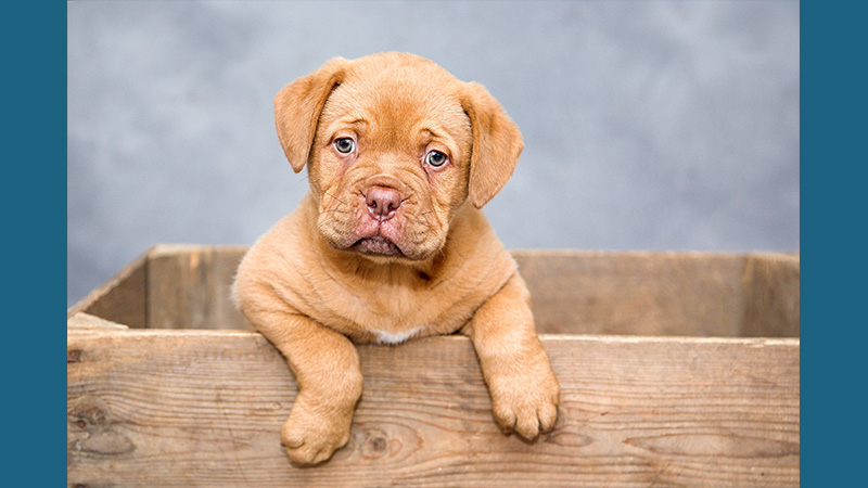 Dogue de Bordeaux 11