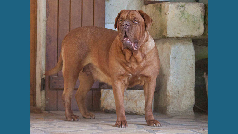 Dogue de Bordeaux 12