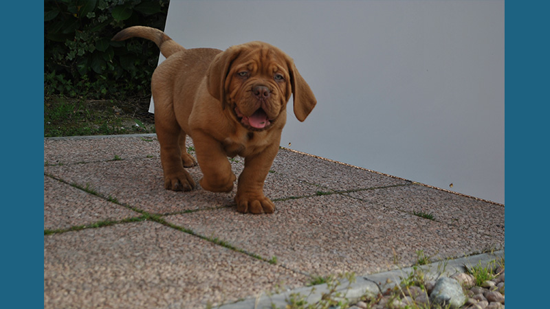 Dogue de Bordeaux 2