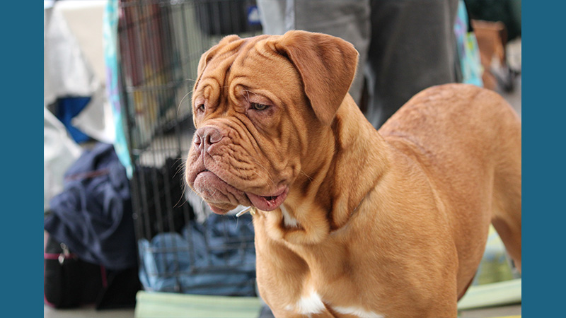 Dogue de Bordeaux 3