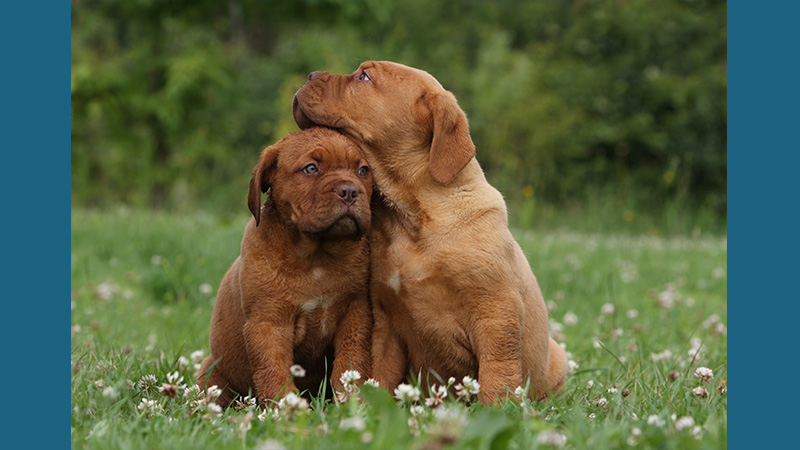 Dogue de Bordeaux 4