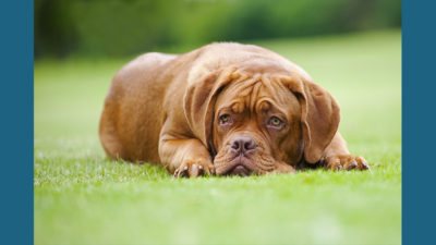 Dogue de Bordeaux 5