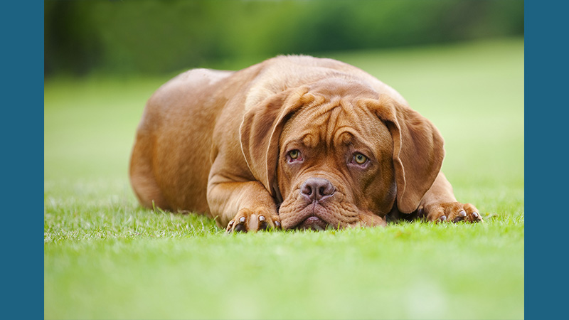 Dogue de Bordeaux 5