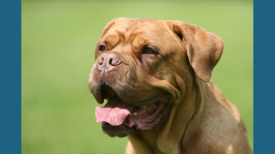 Dogue de Bordeaux 6