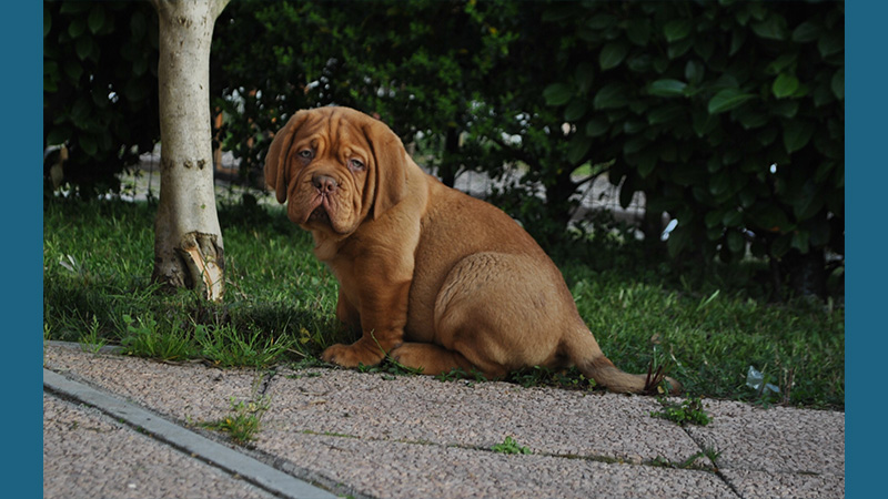 Dogue de Bordeaux 7