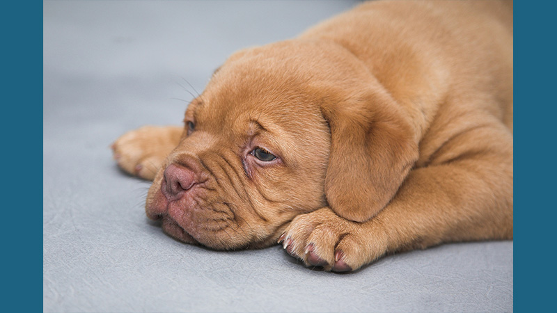 Dogue de Bordeaux 8