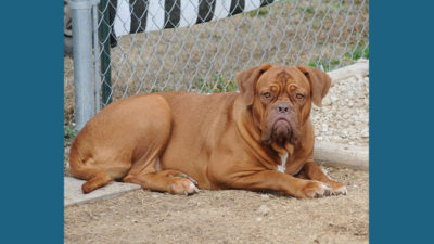 Dogue de Bordeaux 9