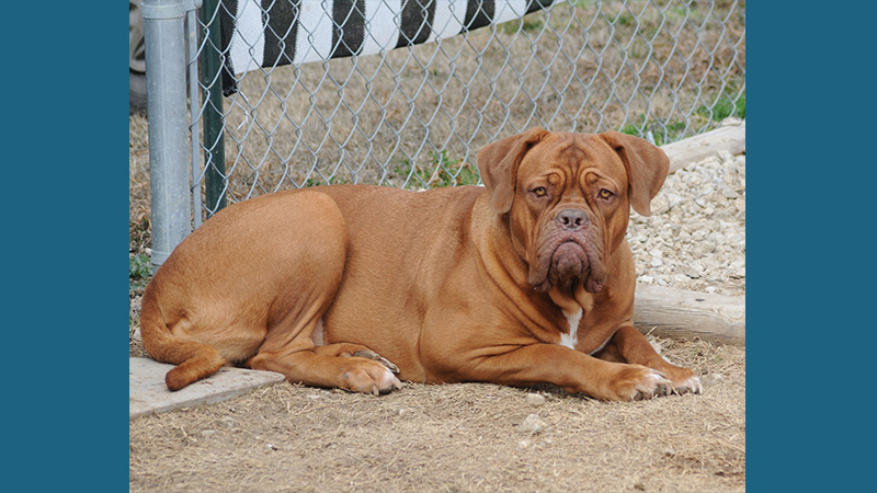 Dogue de Bordeaux 9