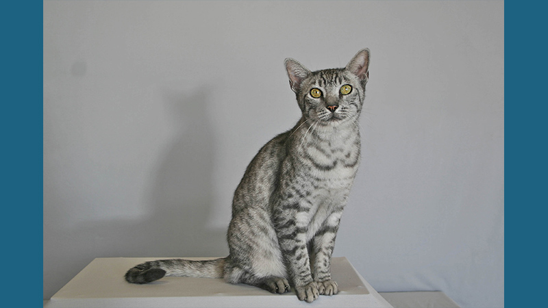 Egyptian Mau 1