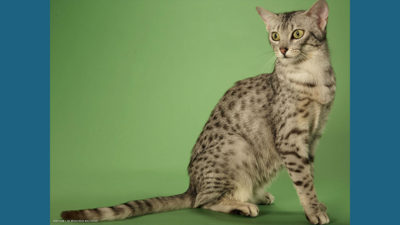 Egyptian Mau 10