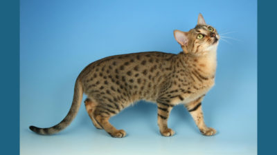 Egyptian Mau 11