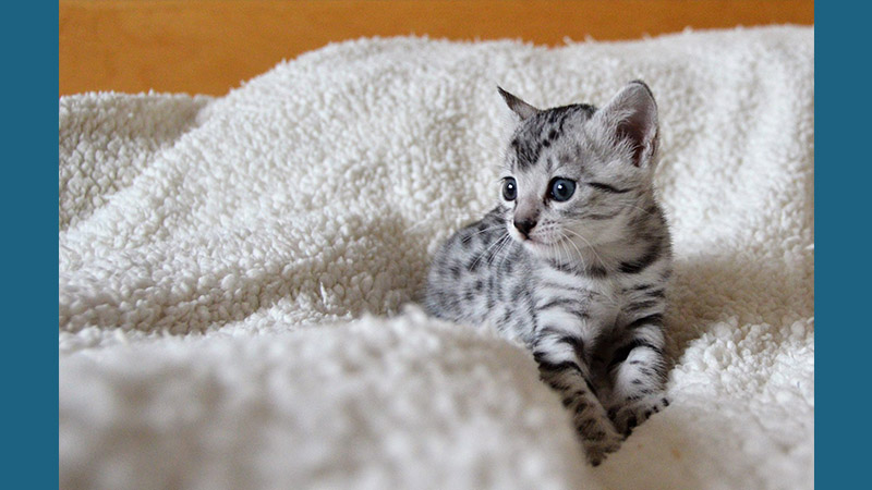 Egyptian Mau 2