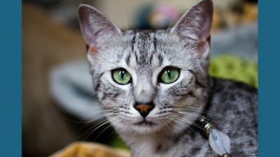 Egyptian Mau 4