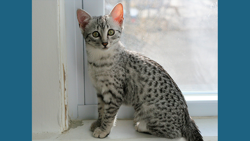 Egyptian Mau 5