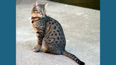 Egyptian Mau 6