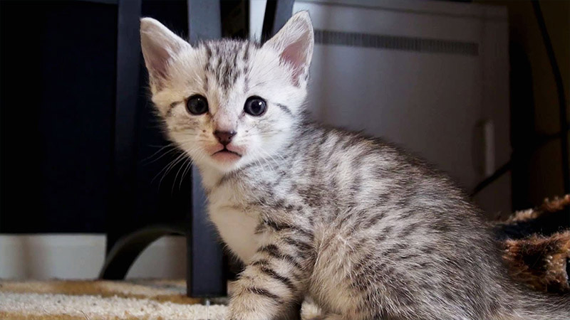 Egyptian Mau 7