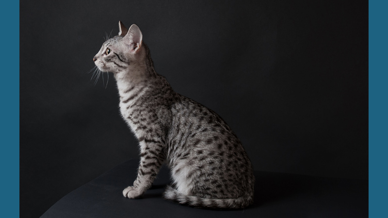 Egyptian Mau 9