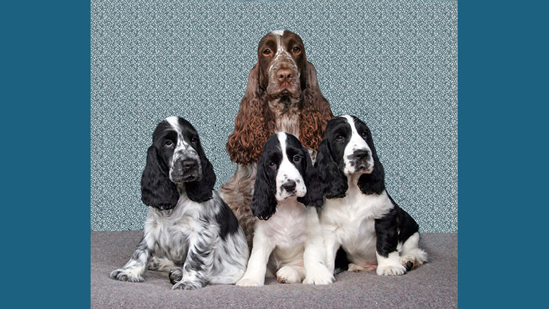 English Cocker Spaniel 10