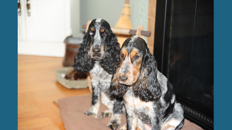 English Cocker Spaniel 11