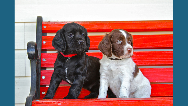 English Cocker Spaniel 12