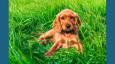 English Cocker Spaniel 2