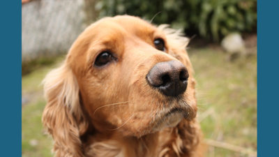 English Cocker Spaniel 4