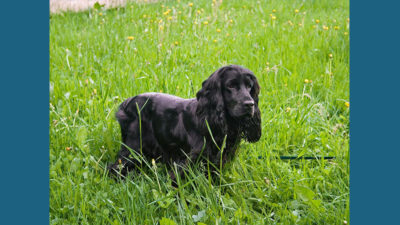 English Cocker Spaniel 5