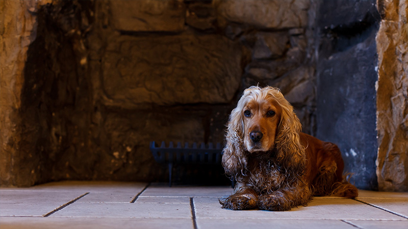 English Cocker Spaniel 6