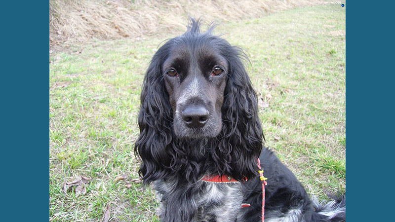 English Cocker Spaniel 7