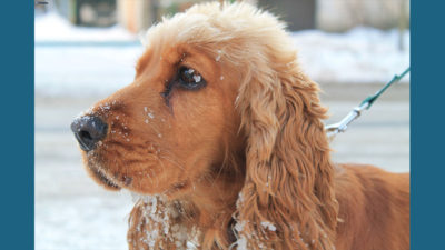 English Cocker Spaniel 8