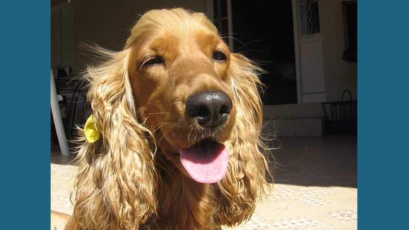 English Cocker Spaniel 9