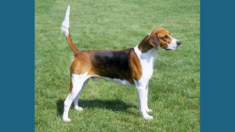 English Foxhound 1