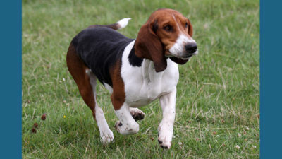 English Foxhound 2