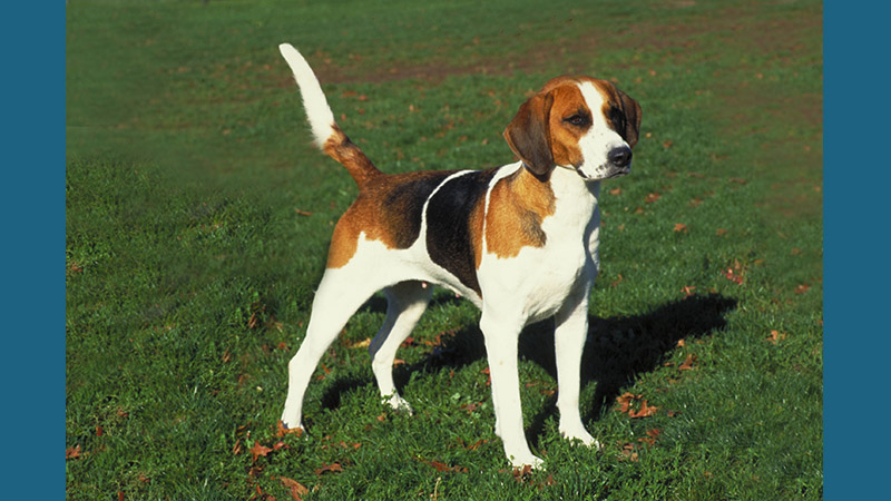 English Foxhound 4