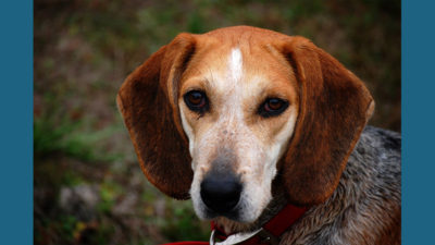 English Foxhound 5