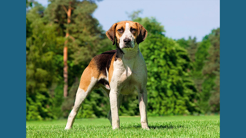 English Foxhound 6