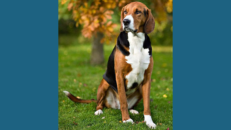 English Foxhound 7