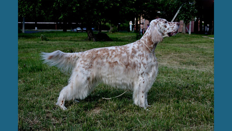 English Setter 1