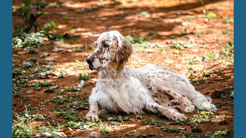 English Setter 10