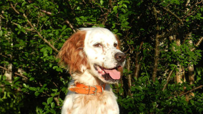 English Setter 11