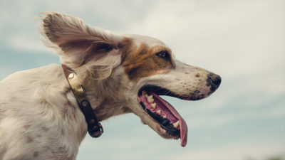 English Setter 12