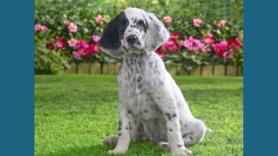 English Setter 2